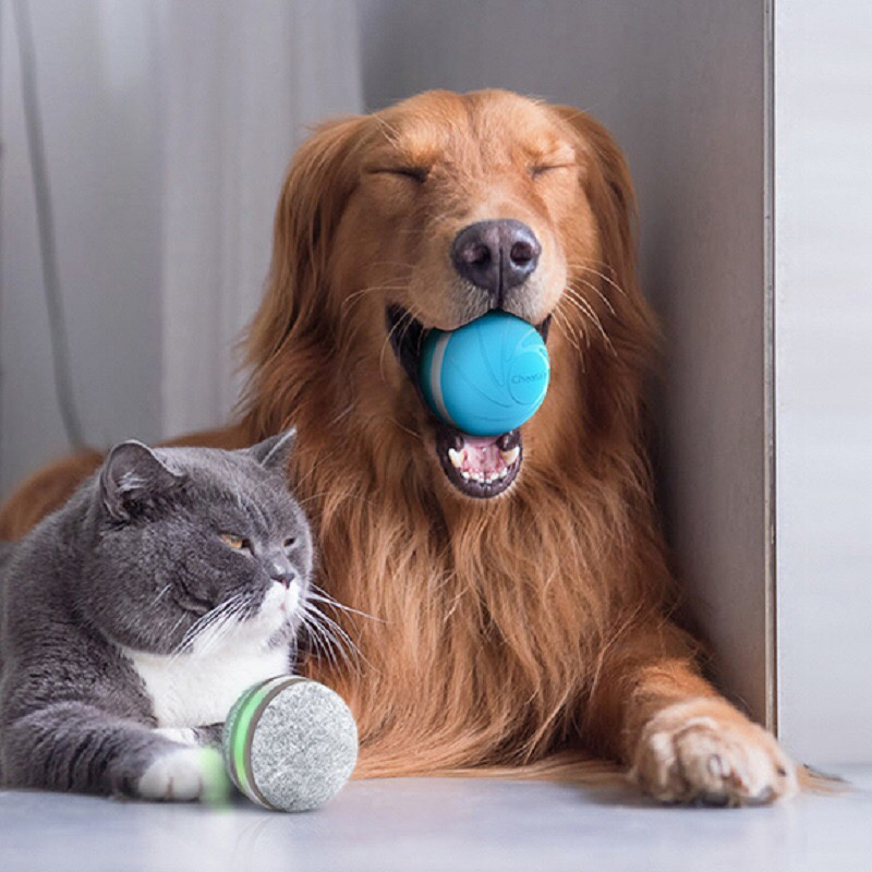 Interactief kattenspeelgoed, interactieve bal voor honden