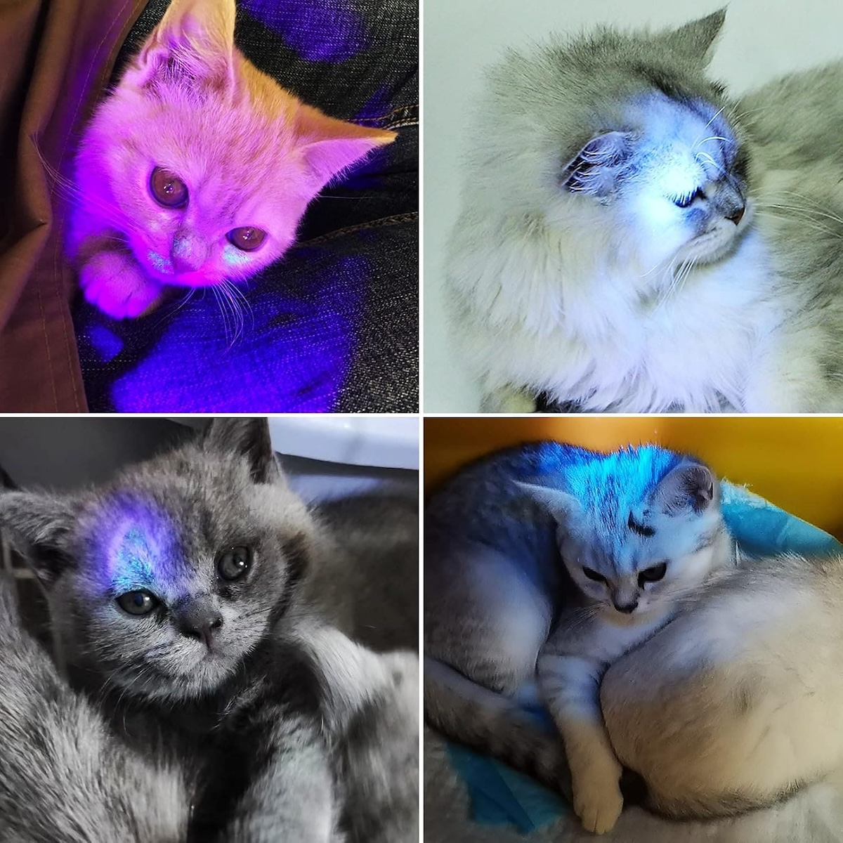 UV-taskulamppu - musta valo taskulamppu tunnistus 395nm ultravioletti ...