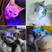 Baterka s uv světlem - UV detekční baterka světlo 395nm ultrafialová s 51x LED výkonem