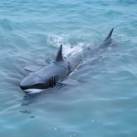 Tiburón a control remoto - RC Shark longitud 36 cm con un alcance de hasta 30 m