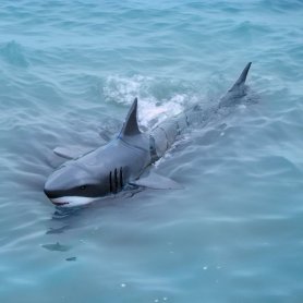 Пульт дистанционного управления Shark - RC Shark длиной 36 см и радиусом действия до 30 м.