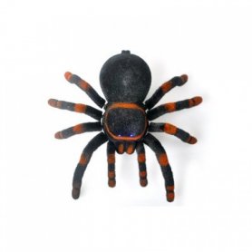 Spider tarantula with the remote control