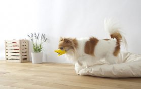 Quack - Duck na proteksiyon na busal para sa mga aso