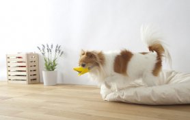 Quack - Ente Schutz Maulkorb für Hunde