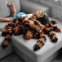 Damhán alla Plush - Piliúir tarantula fionnaidh mhór (Giant) do na páistí 50x85cm