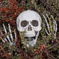 Skeletmodel - Menselijk anatomisch 3D Full Groot levensgroot skelet 1,70 m
