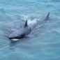 Requin télécommandé - RC Shark longueur 36 cm avec une portée jusqu'à 30 m