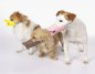 Quack - Muncung pelindung itik untuk anjing