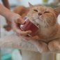 Cepillo para gatos - cepillo de silicona para gatos Cheerble
