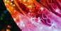 Smart LED-lysgardin 1,5m x 2,1m - Twinkly Curtain med 210 stk RGB + W + BT + Wi-Fi