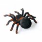 Spider tarantula with the remote control
