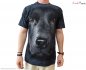 Hi-tech T-shirts frais Labrador