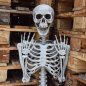 骨格モデル - 人間の解剖学的 3D フル 実物大の骨格 1.70 m