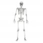 Skjelettmodell – Menneskelig anatomisk 3D Full Stort skjelett i naturlig størrelse 1,70 m
