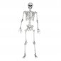 Skeletmodel - Menselijk anatomisch 3D Full Groot levensgroot skelet 1,70 m