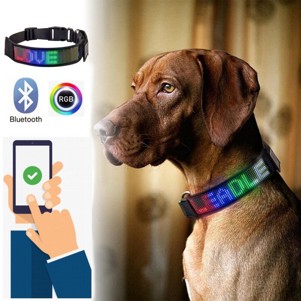 Collar Con Foto De Perro Dentro